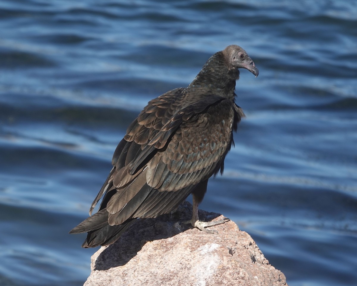 Turkey Vulture - ML642199094