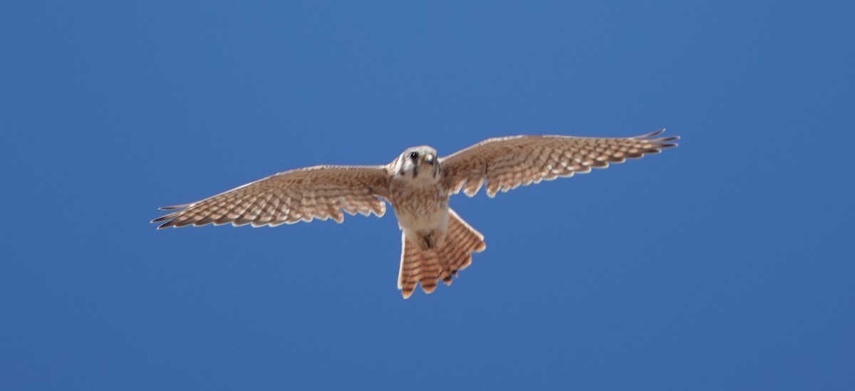 American Kestrel - ML642199097