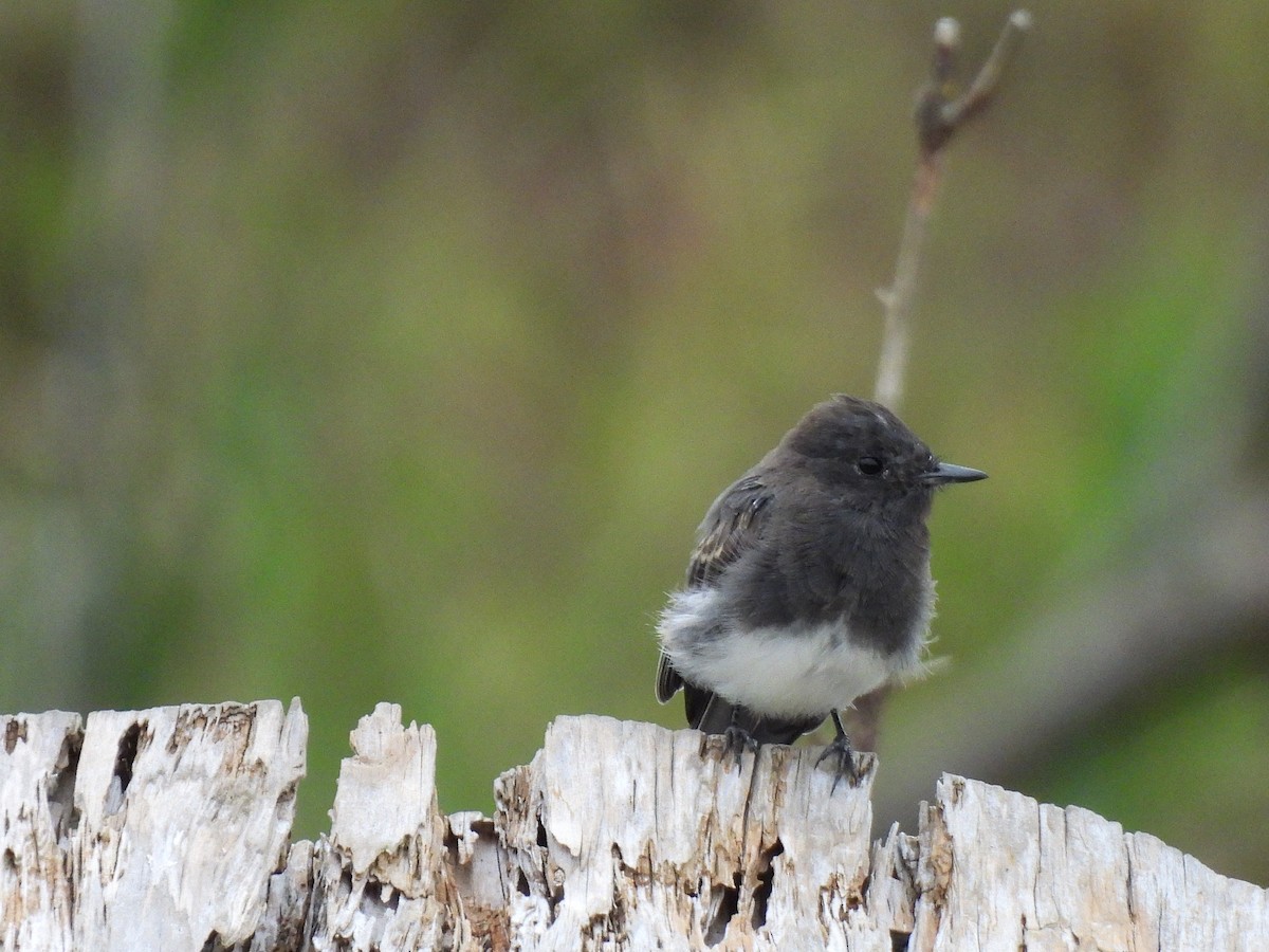 Чёрный фиби - ML642199098