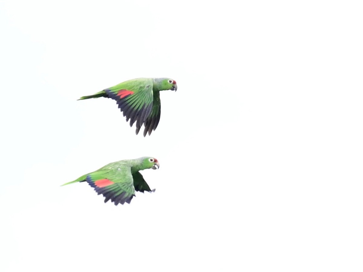Red-lored Amazon - ML642199107