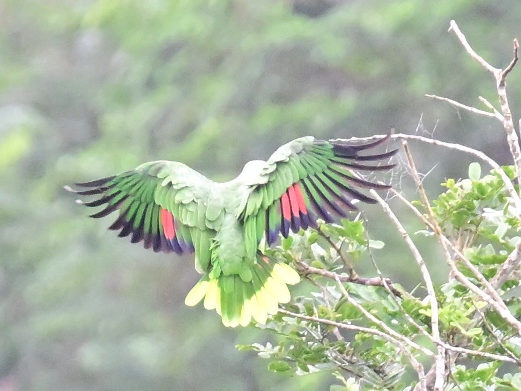 Red-lored Amazon - ML642199108