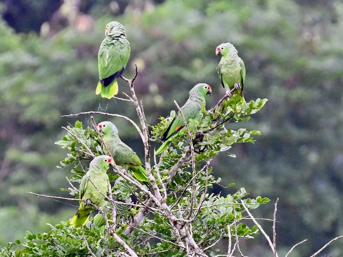 Red-lored Amazon - ML642199109