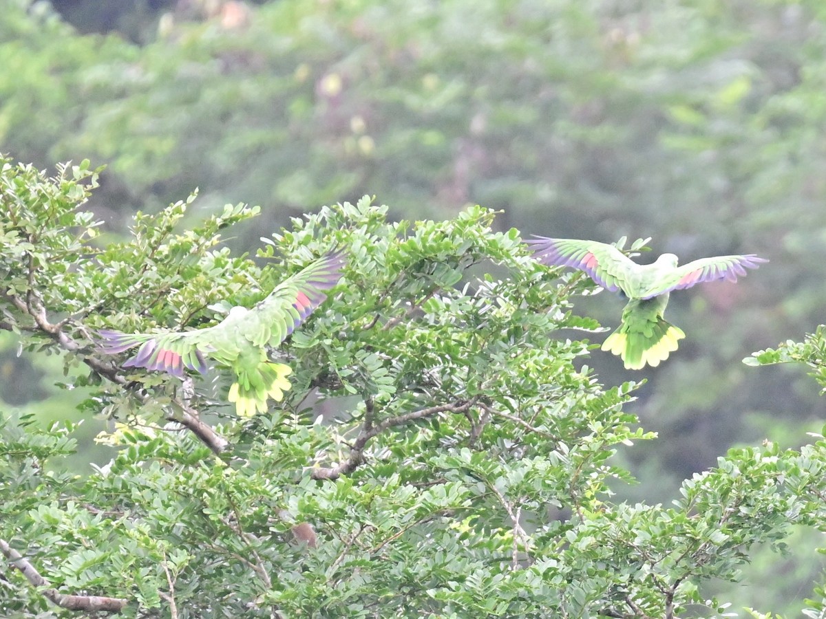 Red-lored Amazon - ML642199110