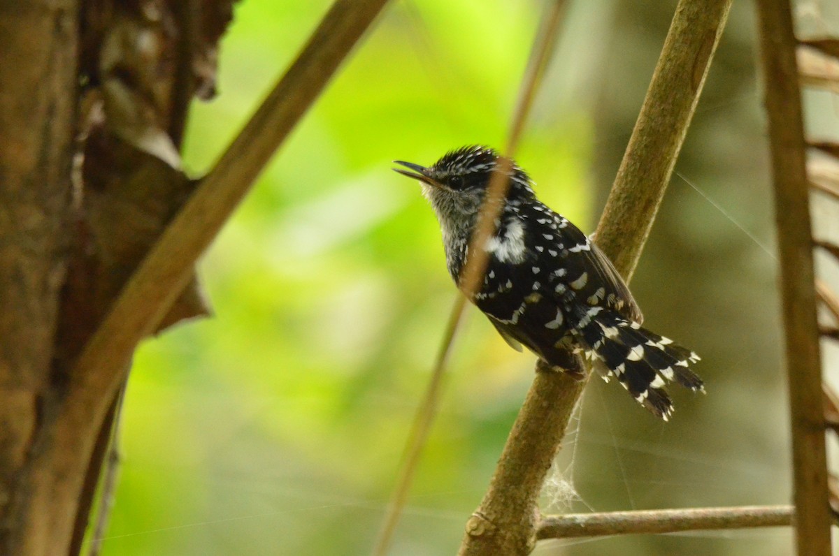 Scaled Antbird - ML642199127