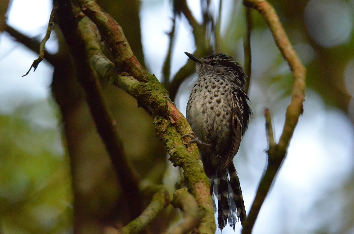 Scaled Antbird - ML642199128