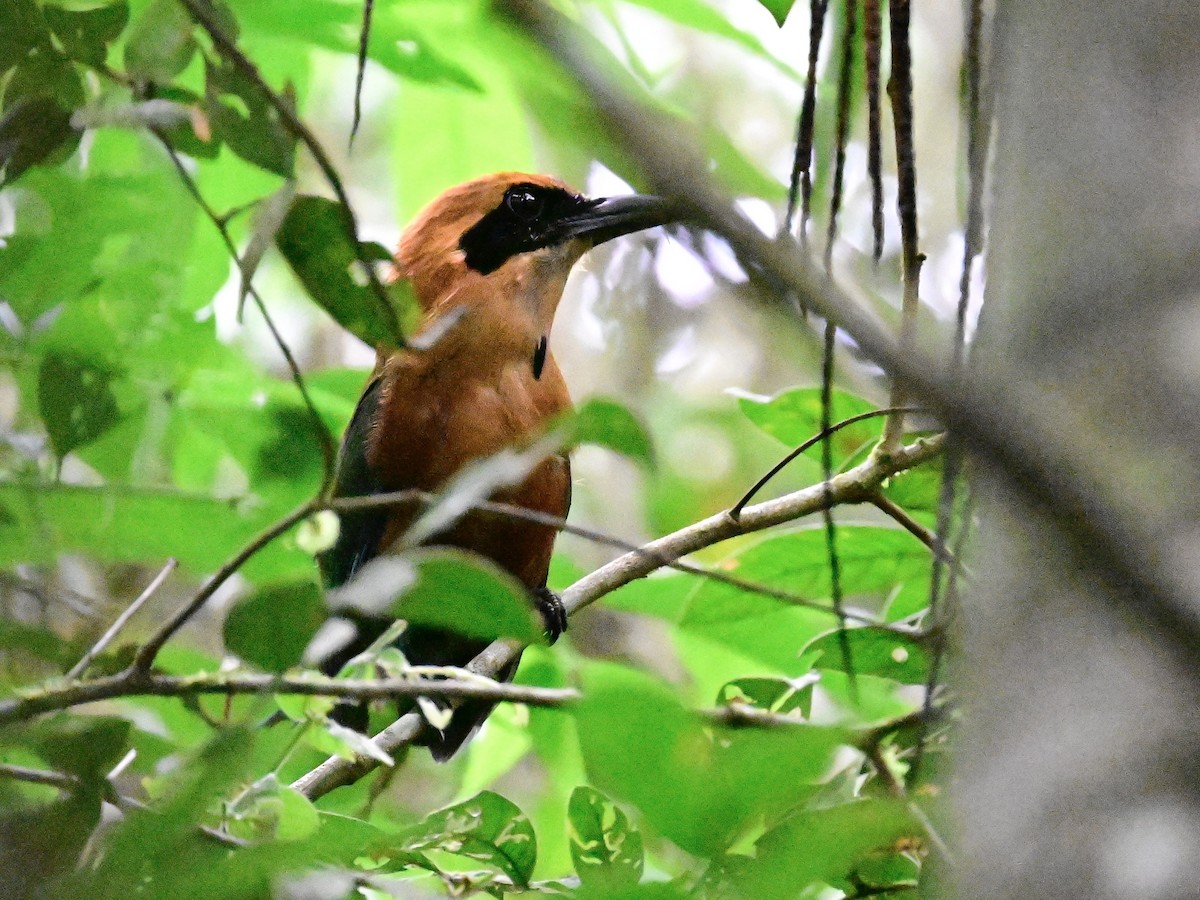 Rufous Motmot - Vivian Fung