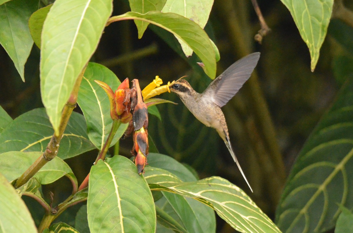Scale-throated Hermit - ML642199155