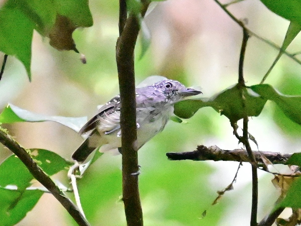 Spot-crowned Antvireo - ML642199158