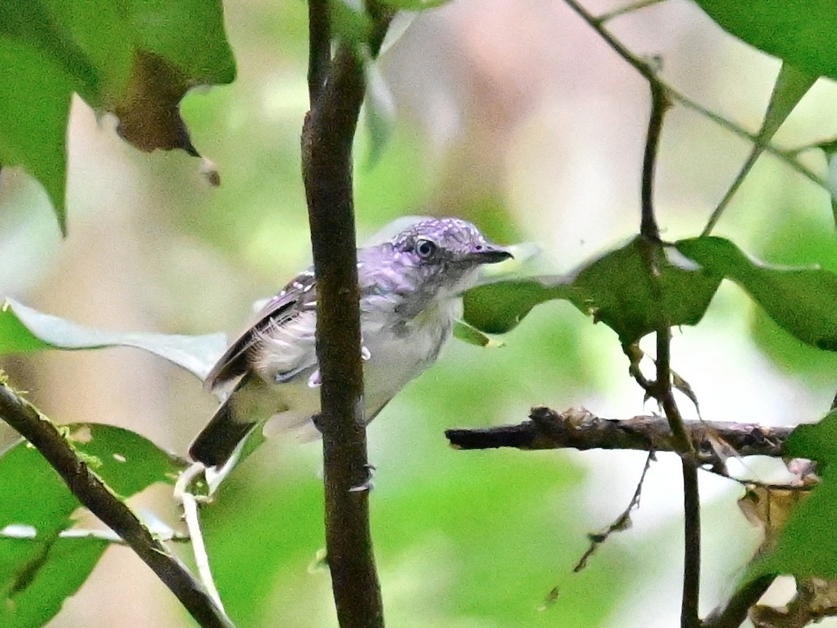 Spot-crowned Antvireo - ML642199159