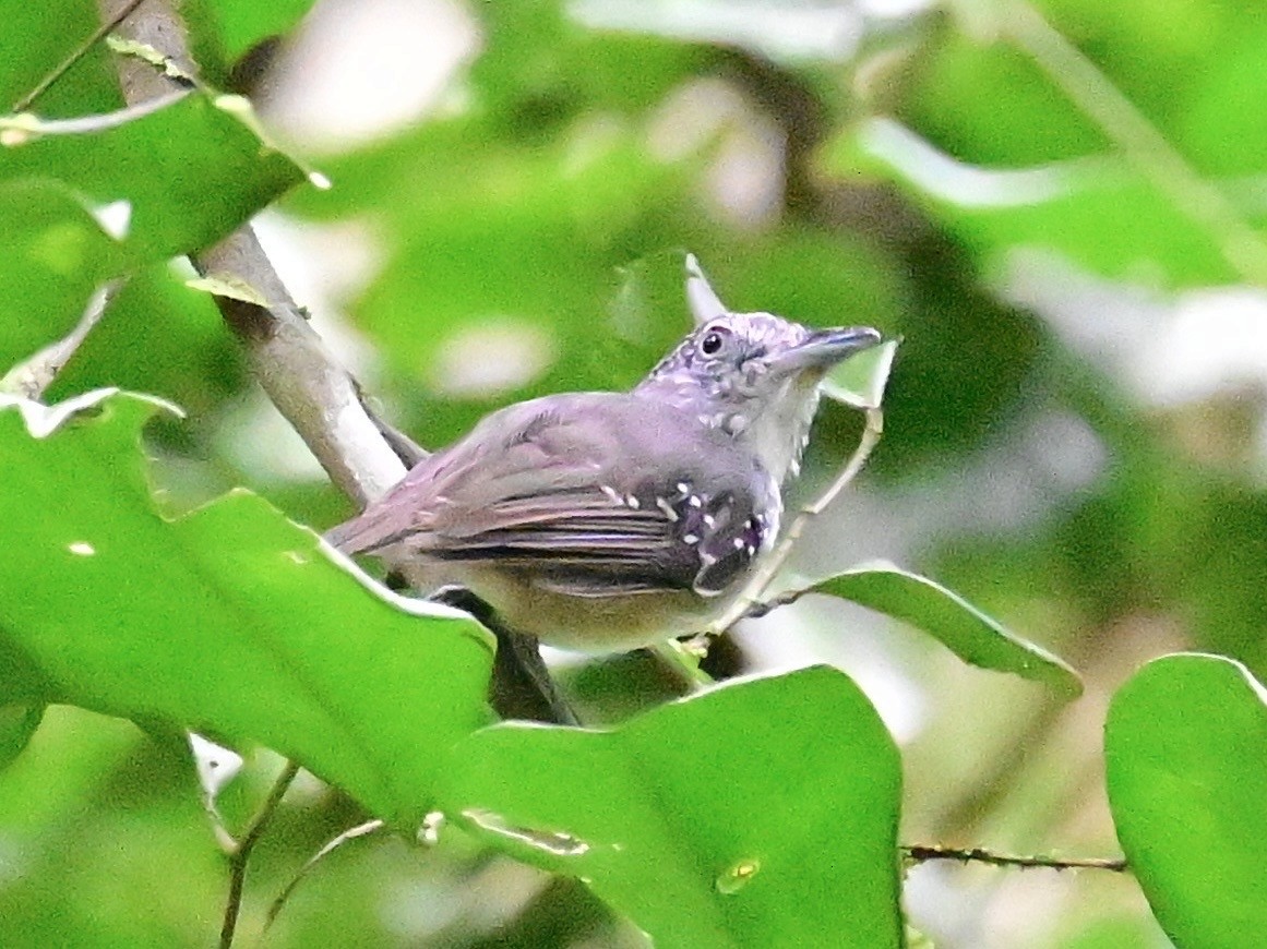 Spot-crowned Antvireo - ML642199160
