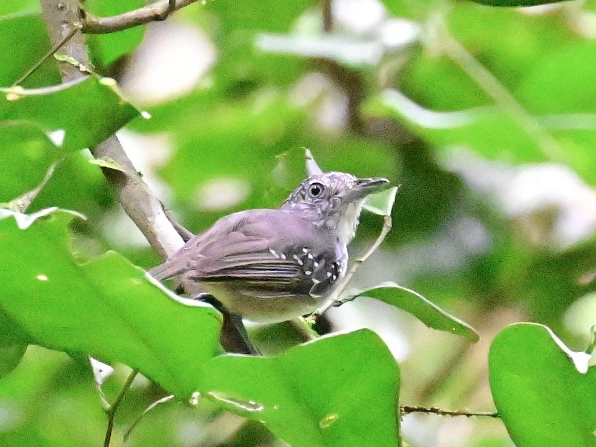 Spot-crowned Antvireo - ML642199161