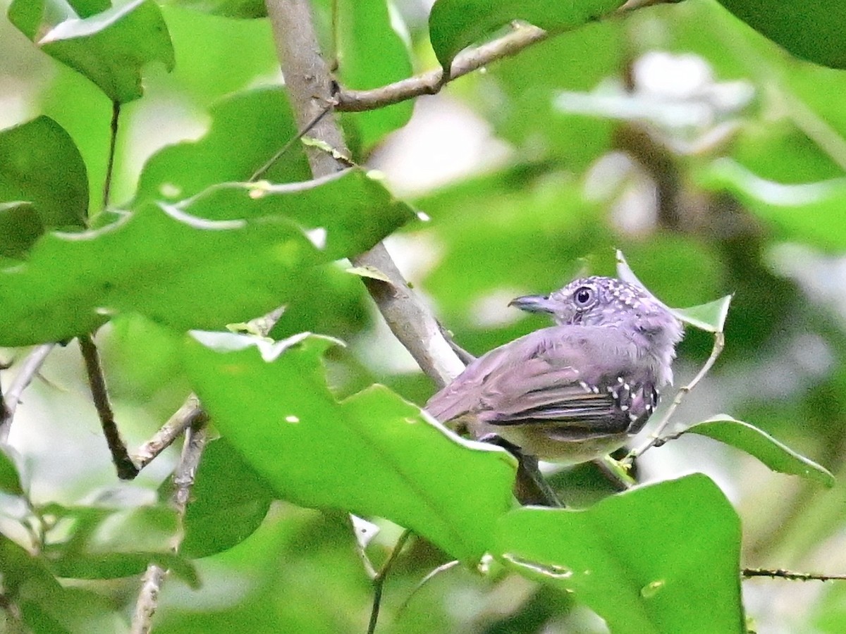 Spot-crowned Antvireo - ML642199162