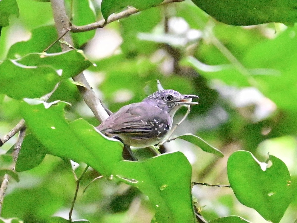 Spot-crowned Antvireo - ML642199163