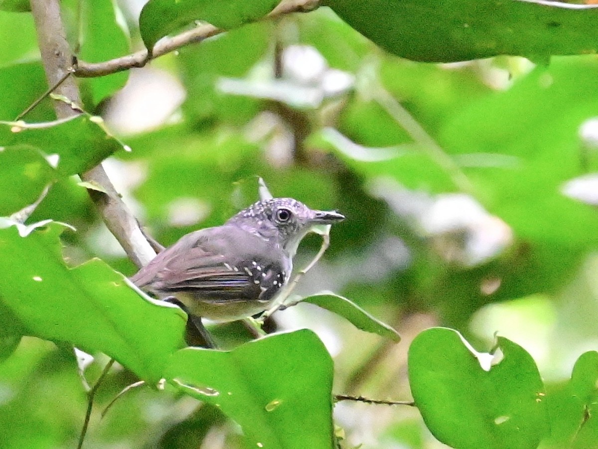 Spot-crowned Antvireo - ML642199164