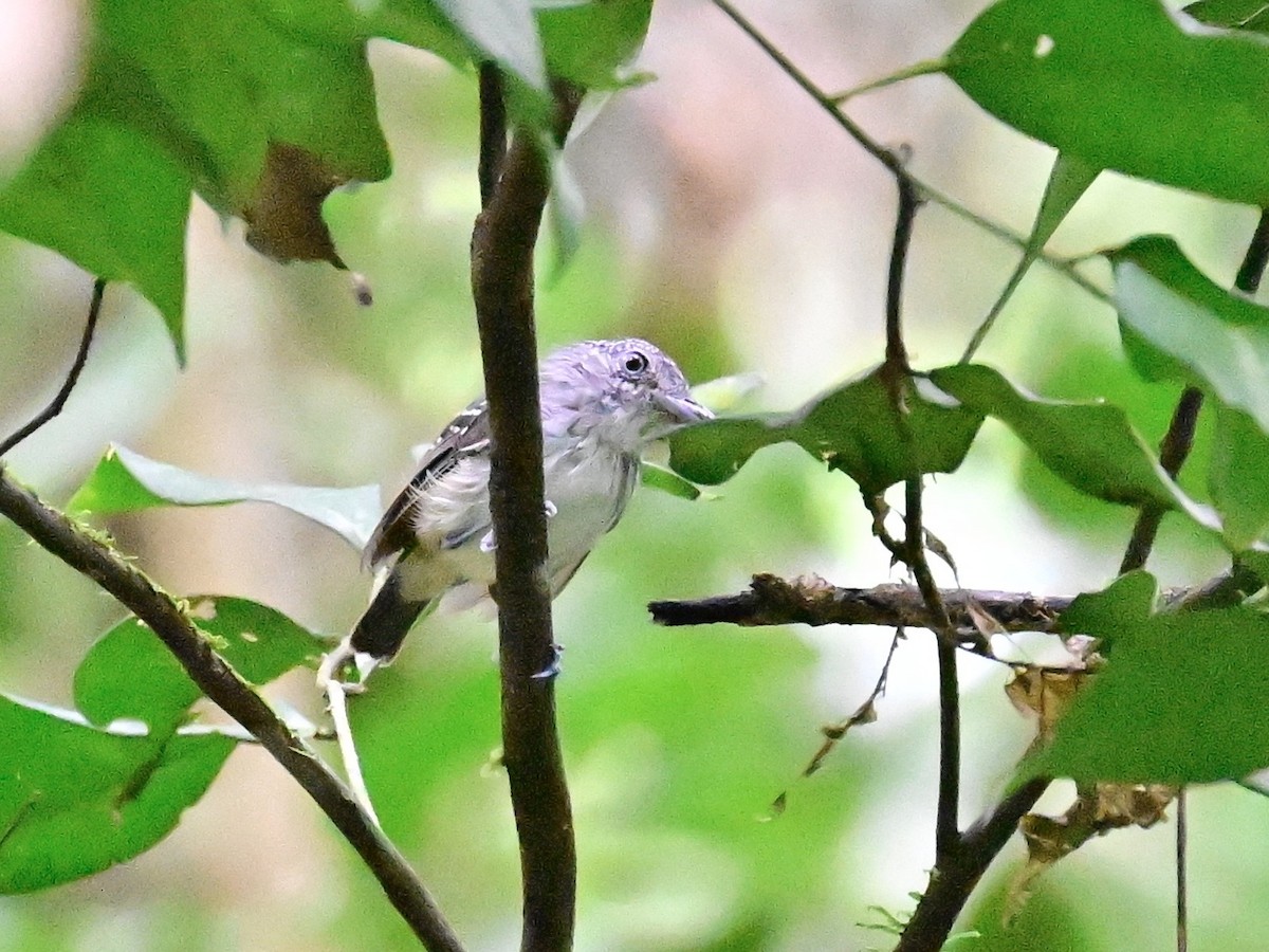 Spot-crowned Antvireo - ML642199165