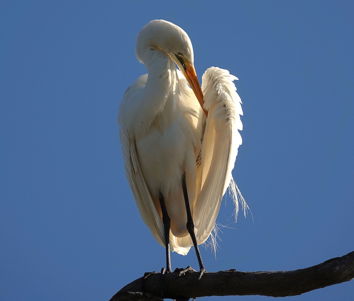 Great Egret - ML642199168