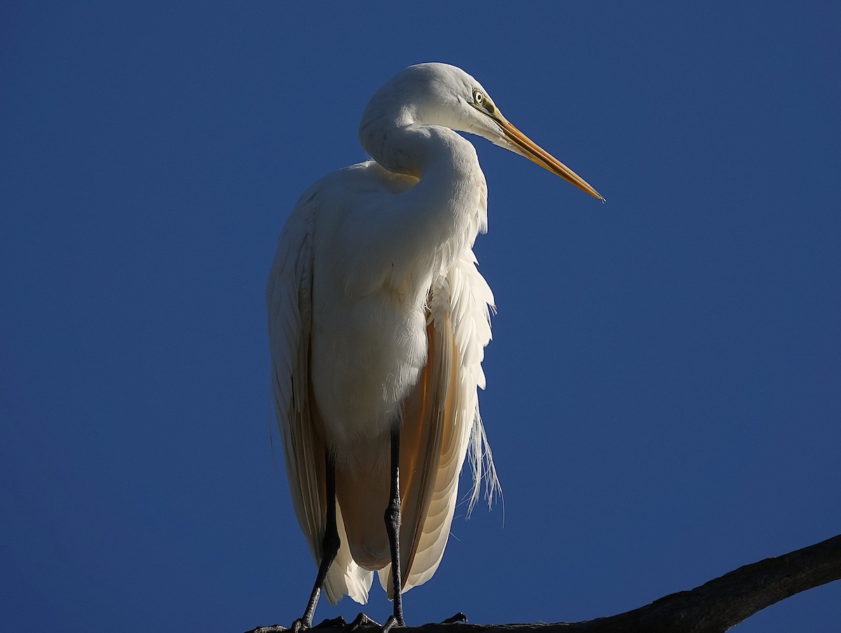 Great Egret - ML642199169