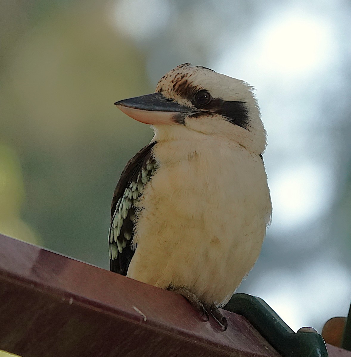 Laughing Kookaburra - ML642199173