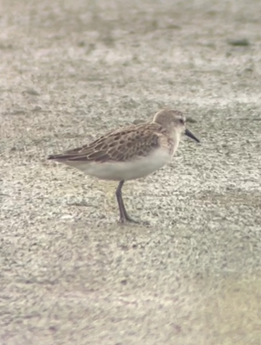 Semipalmated Sandpiper - ML642199178
