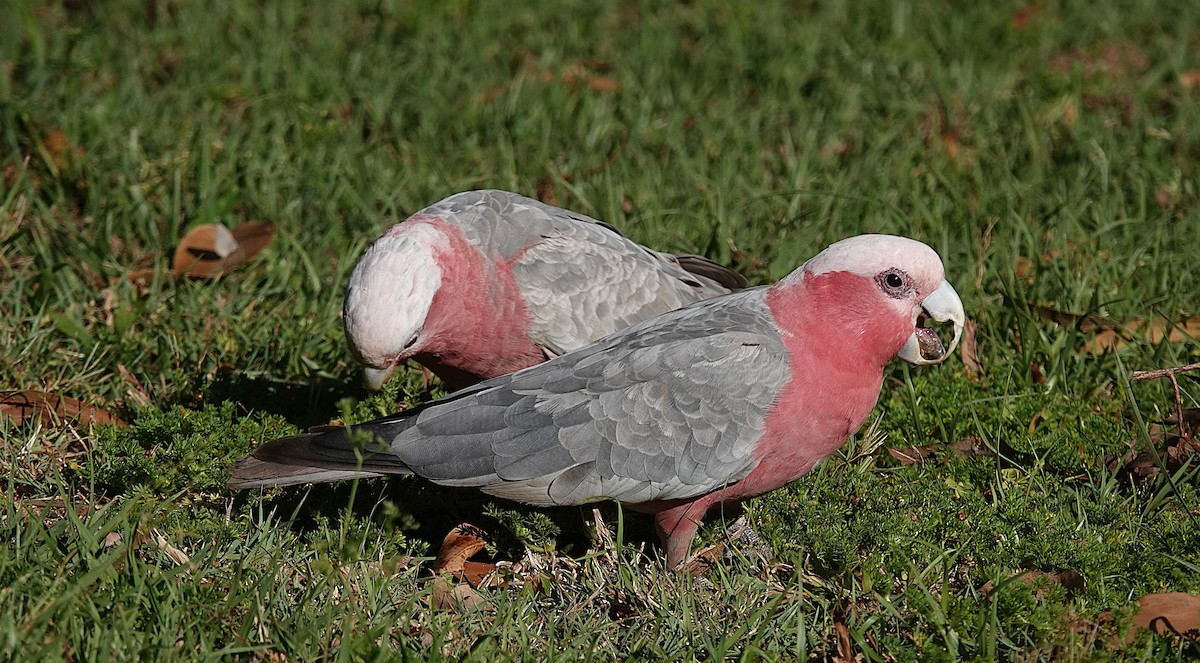 Galah - ML642199180