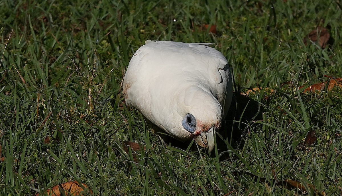 Little Corella - ML642199183