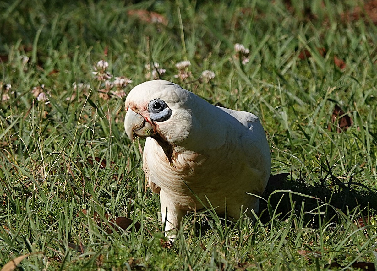 Little Corella - ML642199192