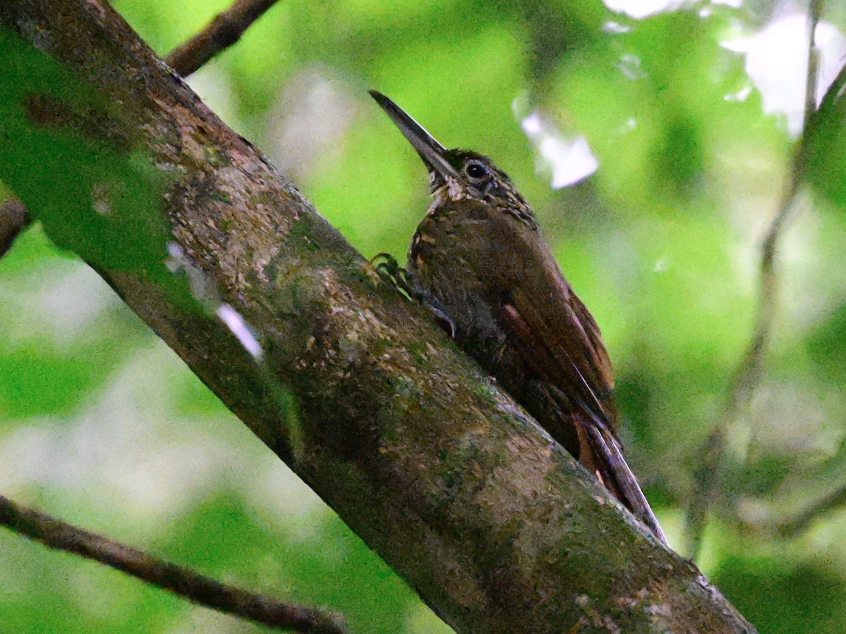 Cocoa Woodcreeper - ML642199197