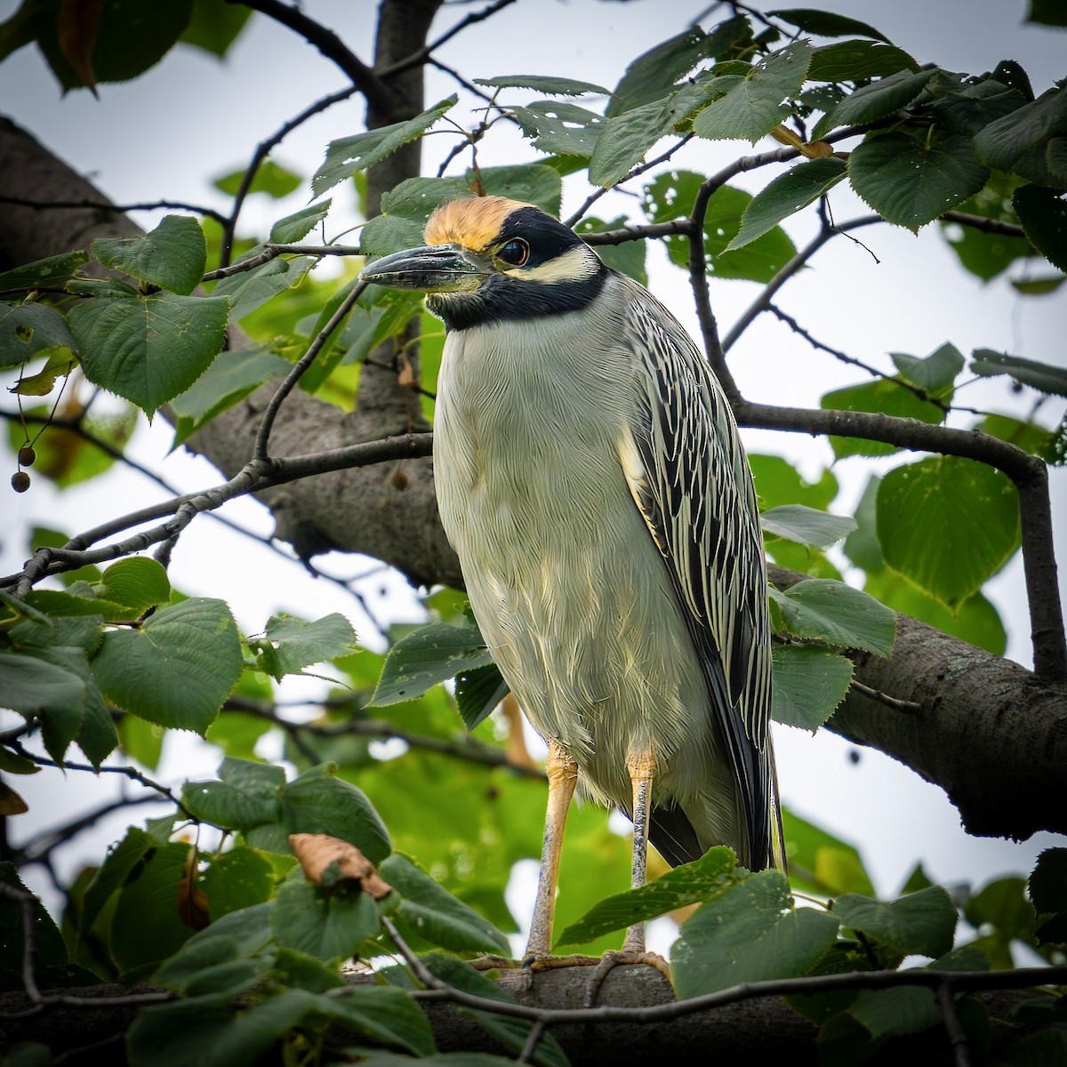 Yellow-crowned Night Heron - ML642199213