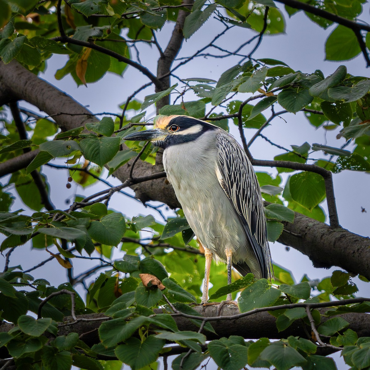 Yellow-crowned Night Heron - ML642199214