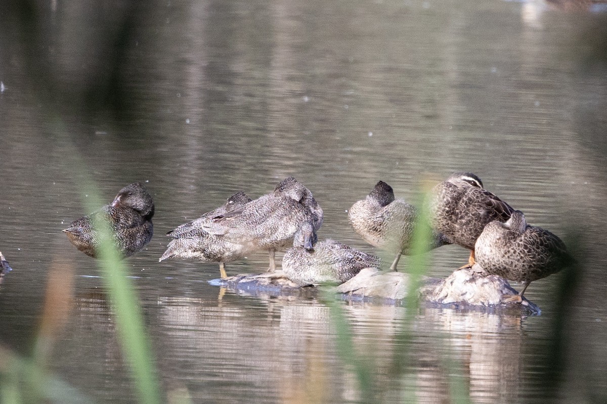 Freckled Duck - ML642199255