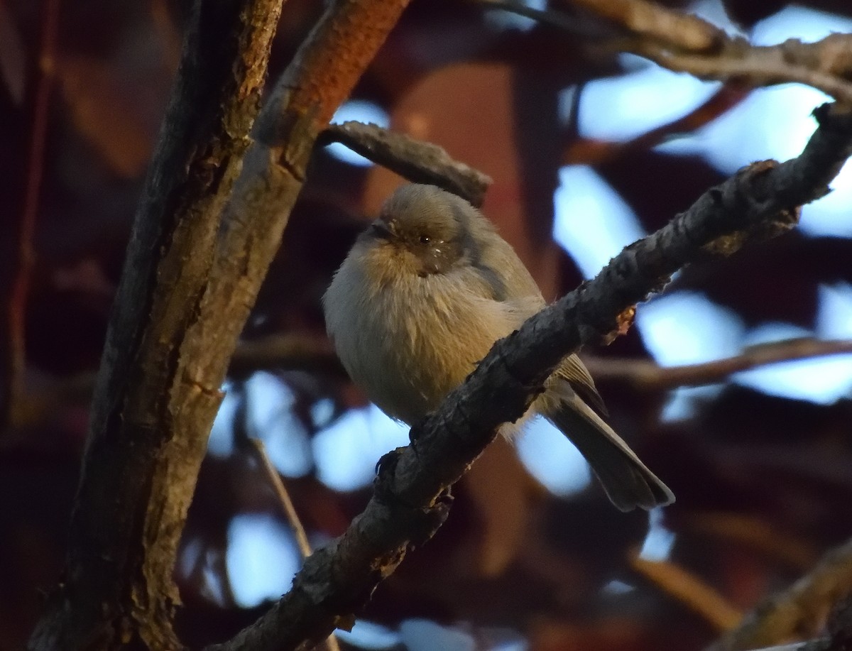 Bushtit - ML642199262