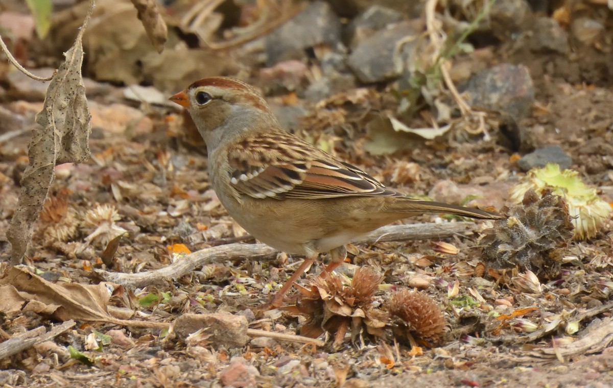 White-crowned Sparrow - ML642199310