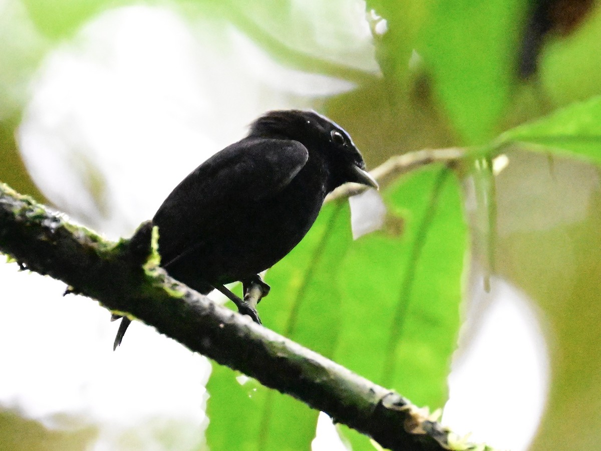 Velvety Manakin - ML642199336