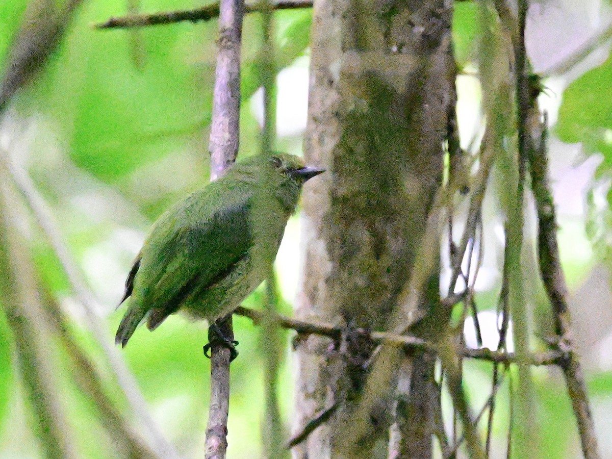 Velvety Manakin - ML642199337