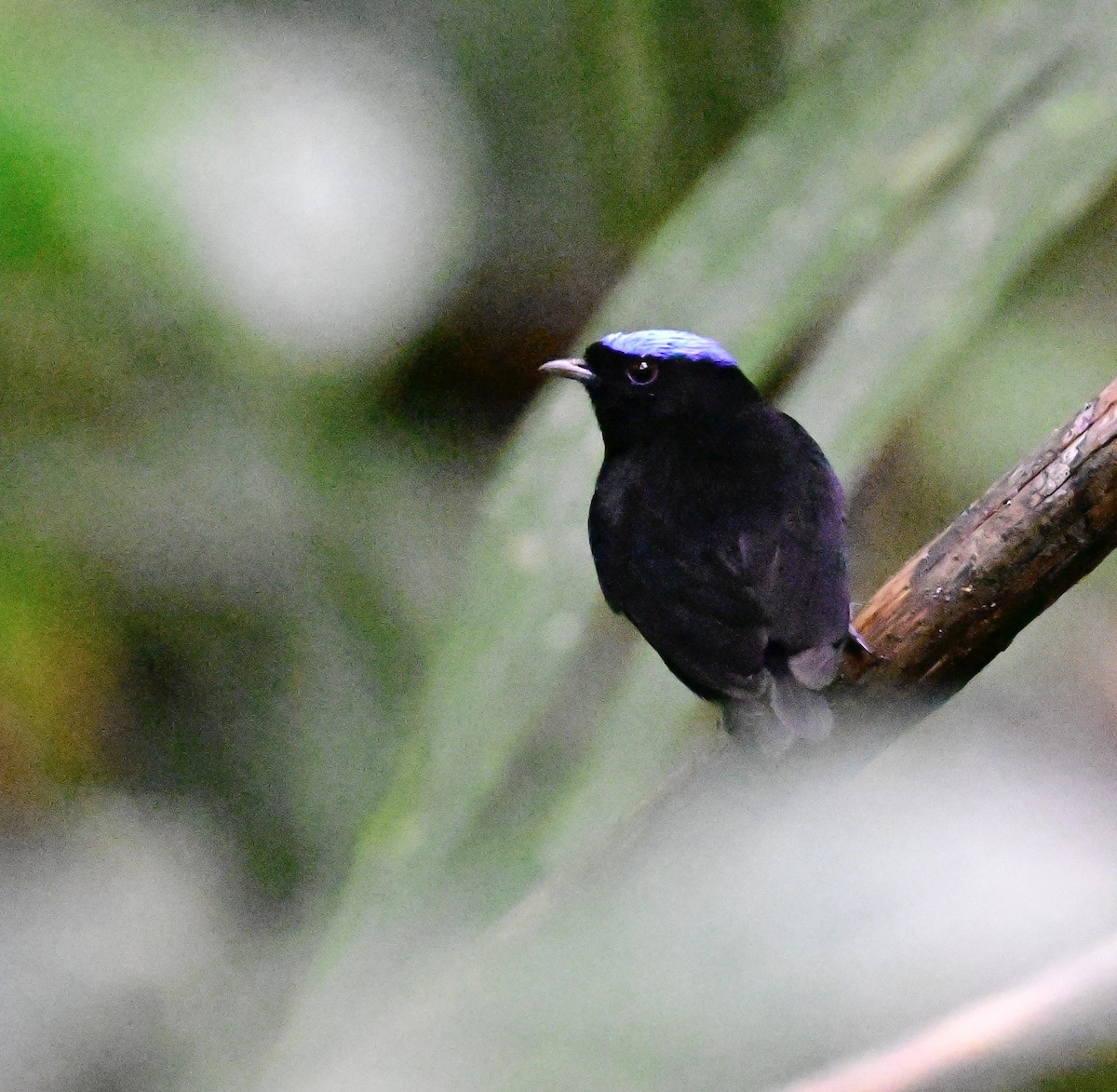 Velvety Manakin - ML642199338