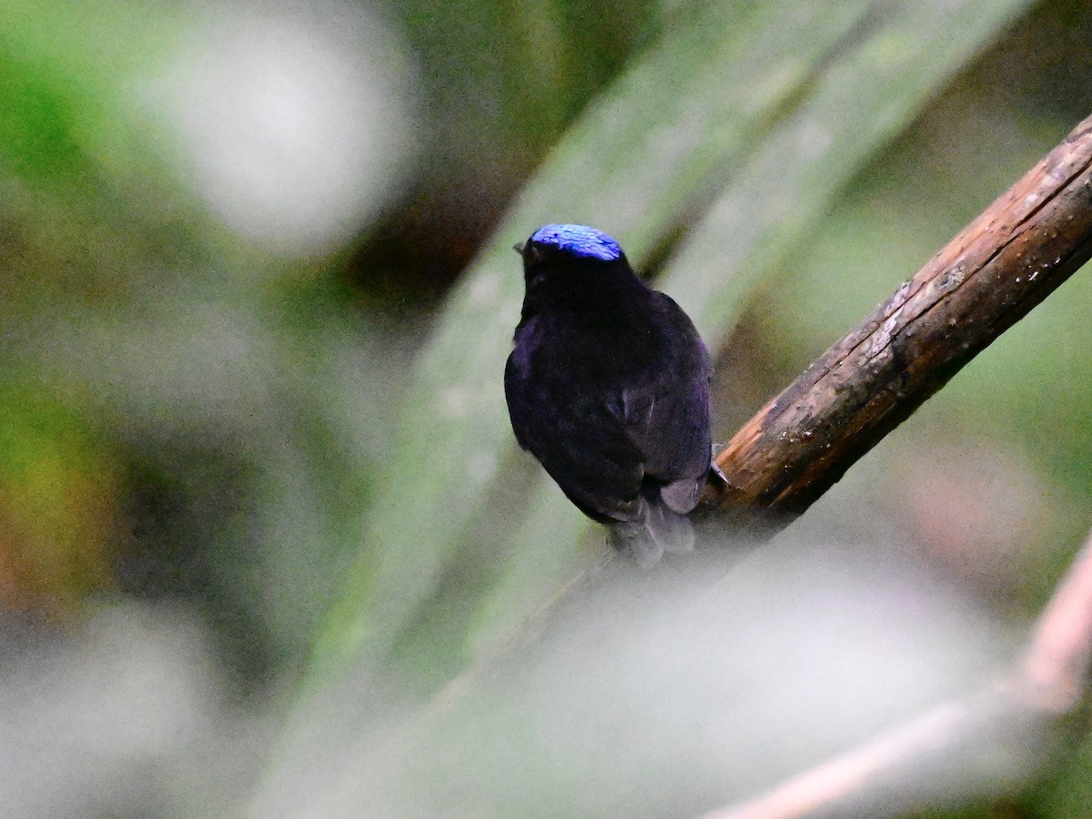 Velvety Manakin - ML642199339