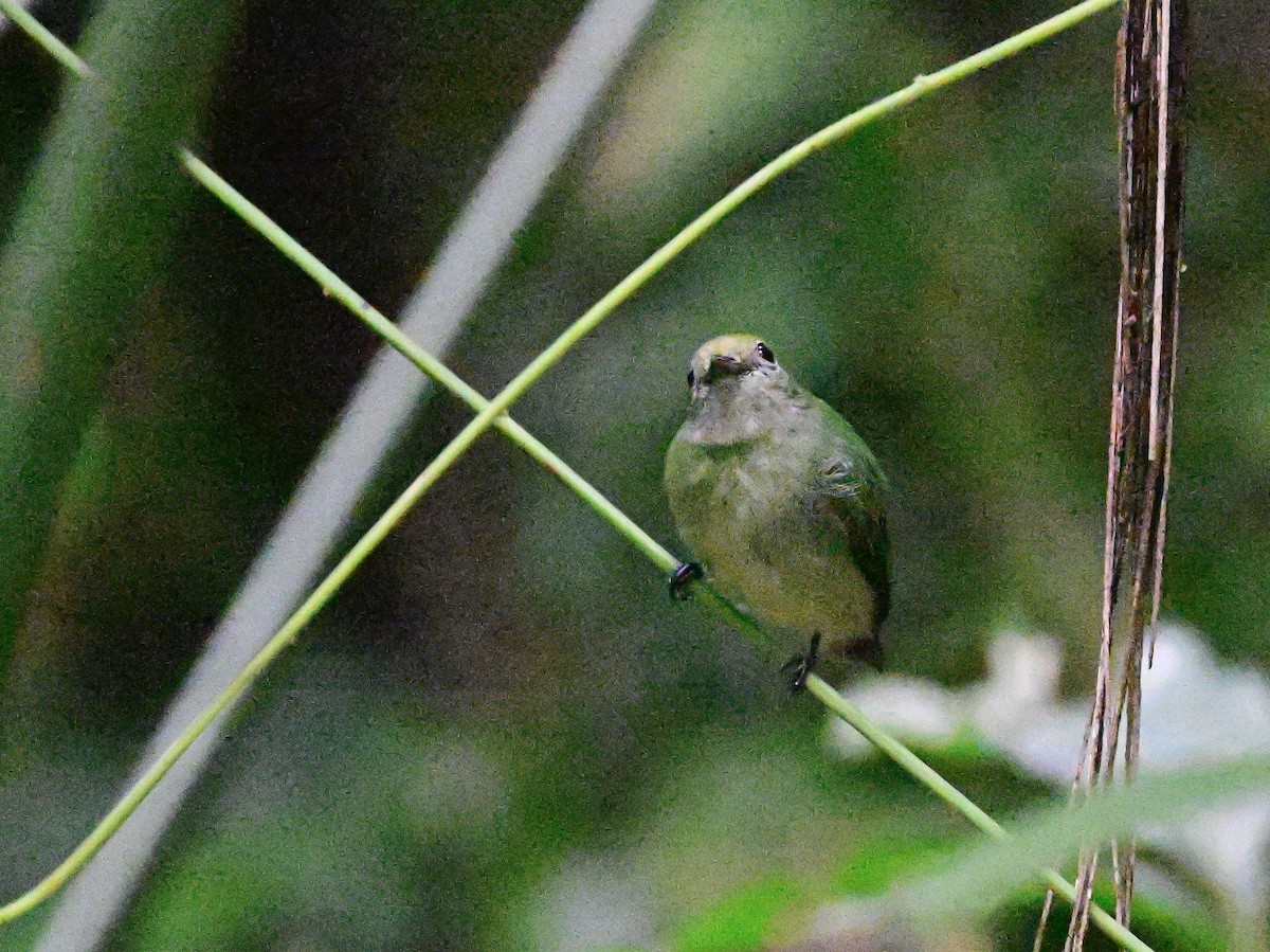 Velvety Manakin - ML642199341