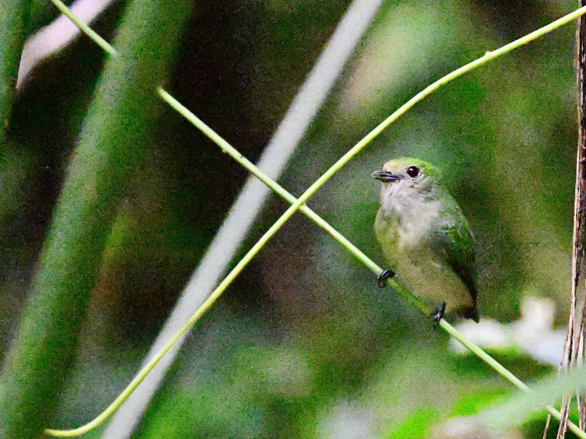 Velvety Manakin - ML642199342