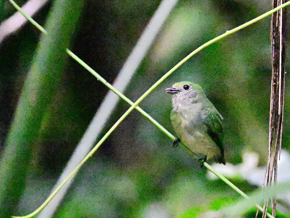 Velvety Manakin - ML642199343