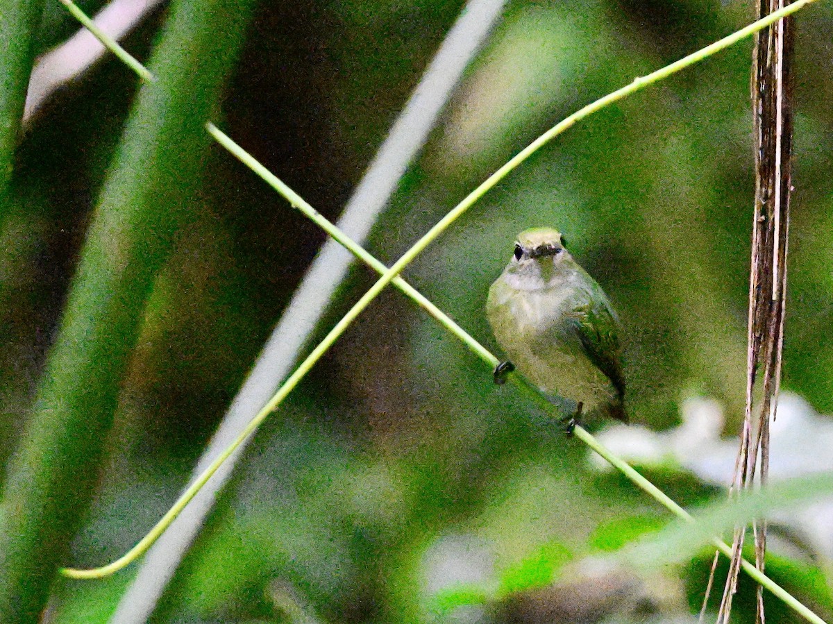 Velvety Manakin - ML642199344