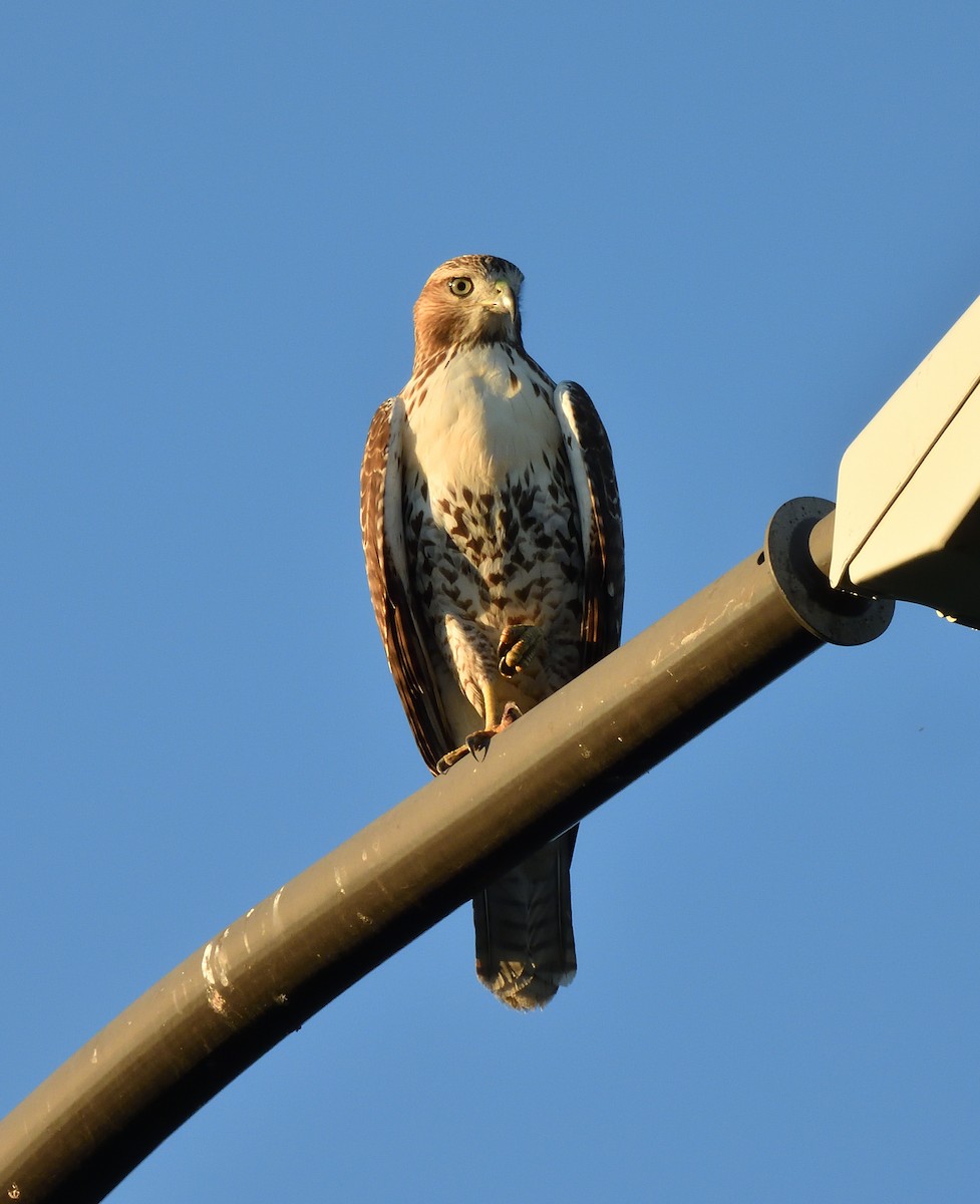 Red-tailed Hawk - ML642199350