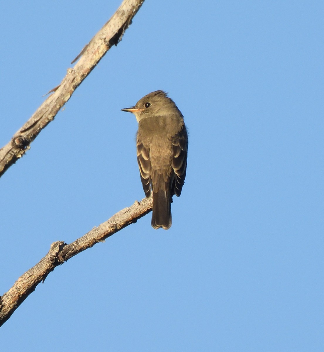 Western Wood-Pewee - ML642199353