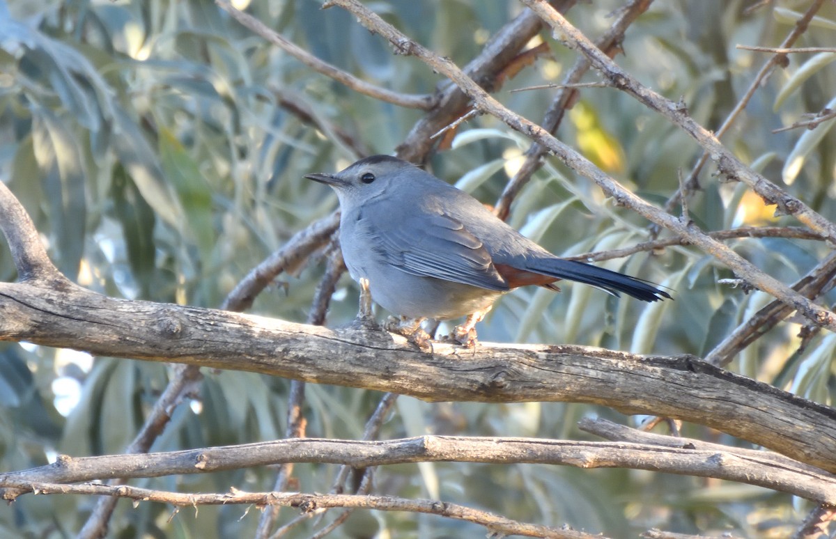 Gray Catbird - ML642199358