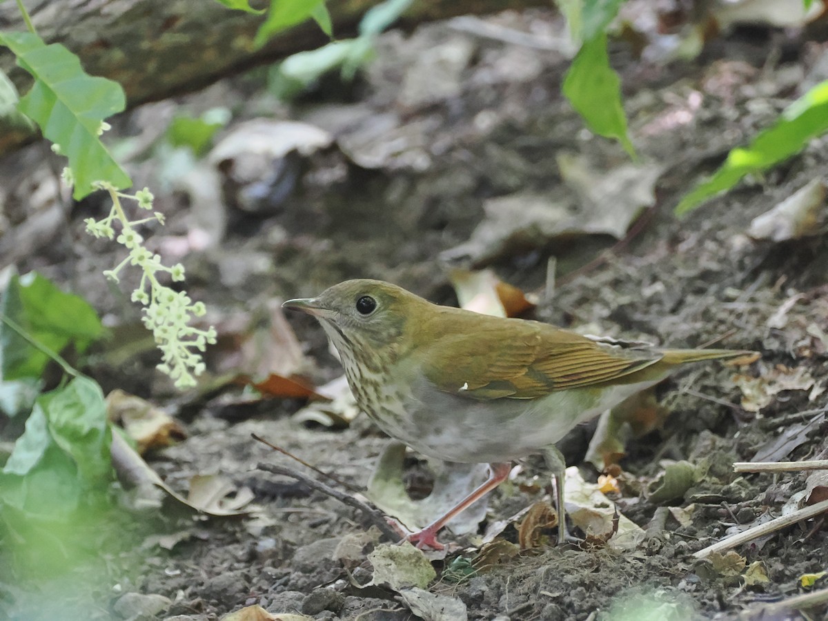 Veery - ML642199361