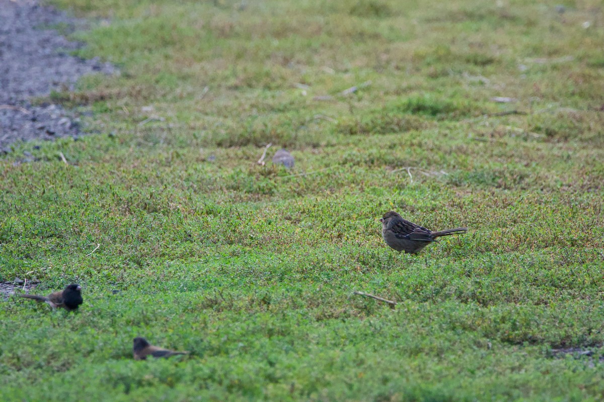 Golden-crowned Sparrow - ML642199369