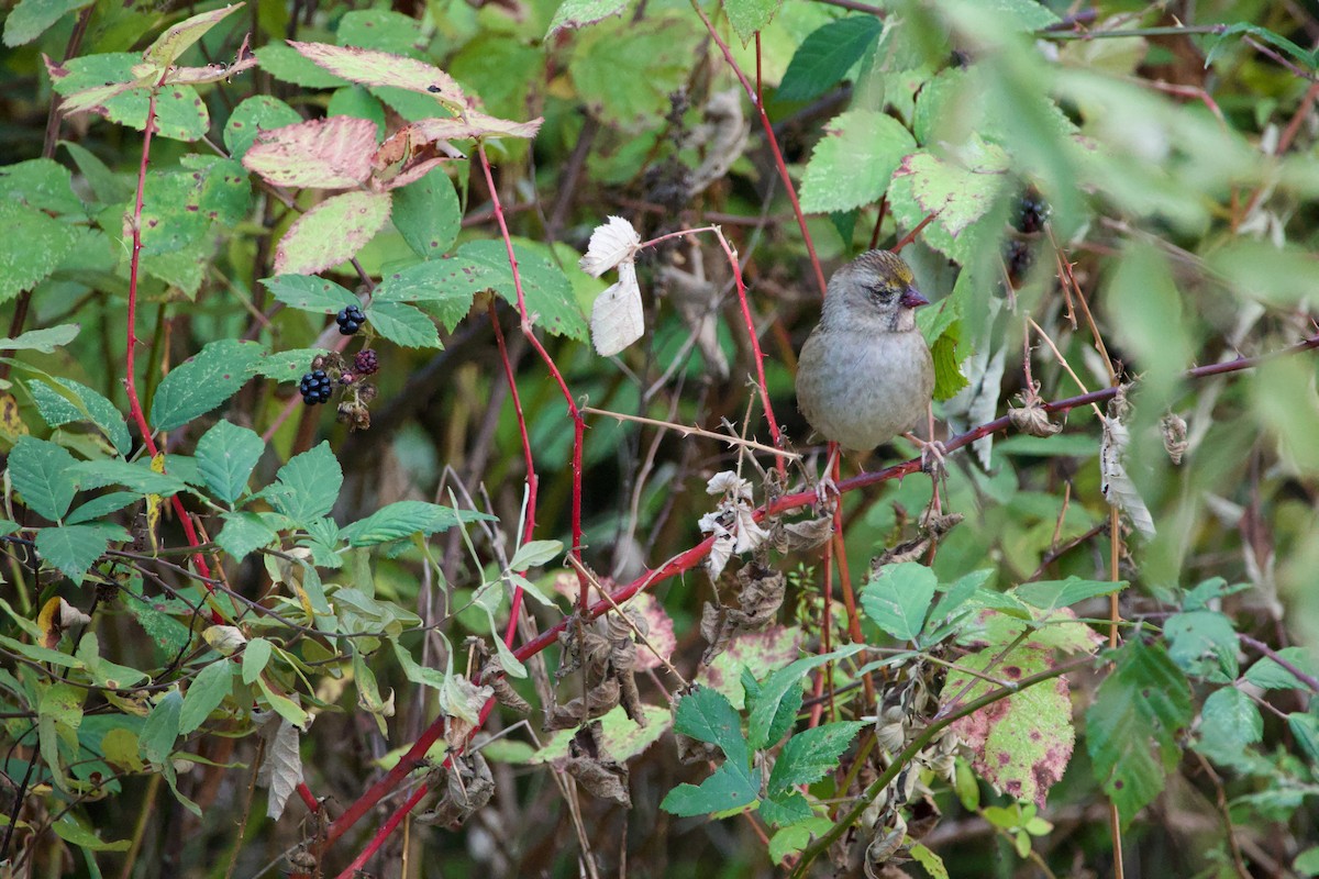 Golden-crowned Sparrow - ML642199370