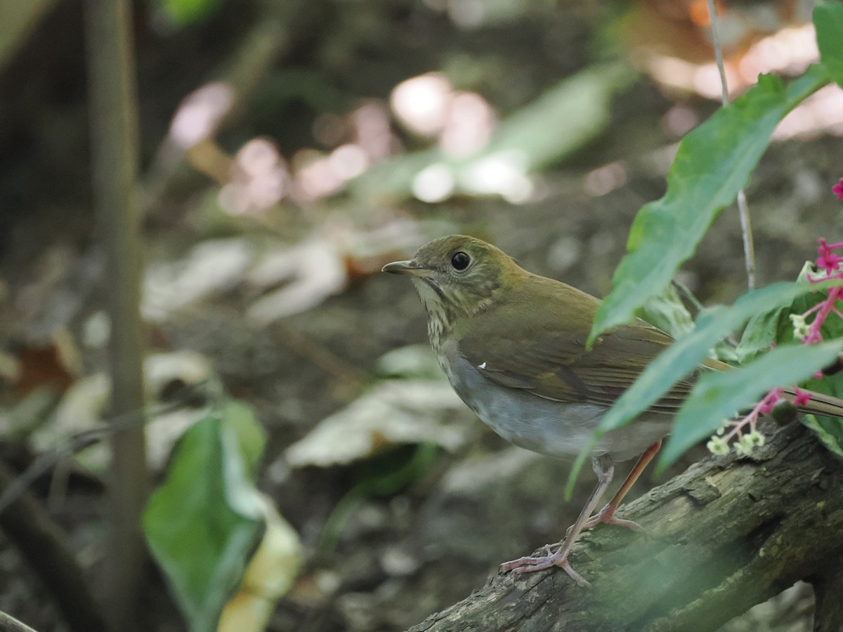 Veery - ML642199372