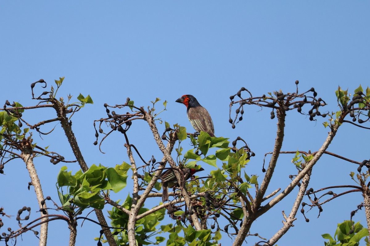 Black-collared Barbet - ML642199394