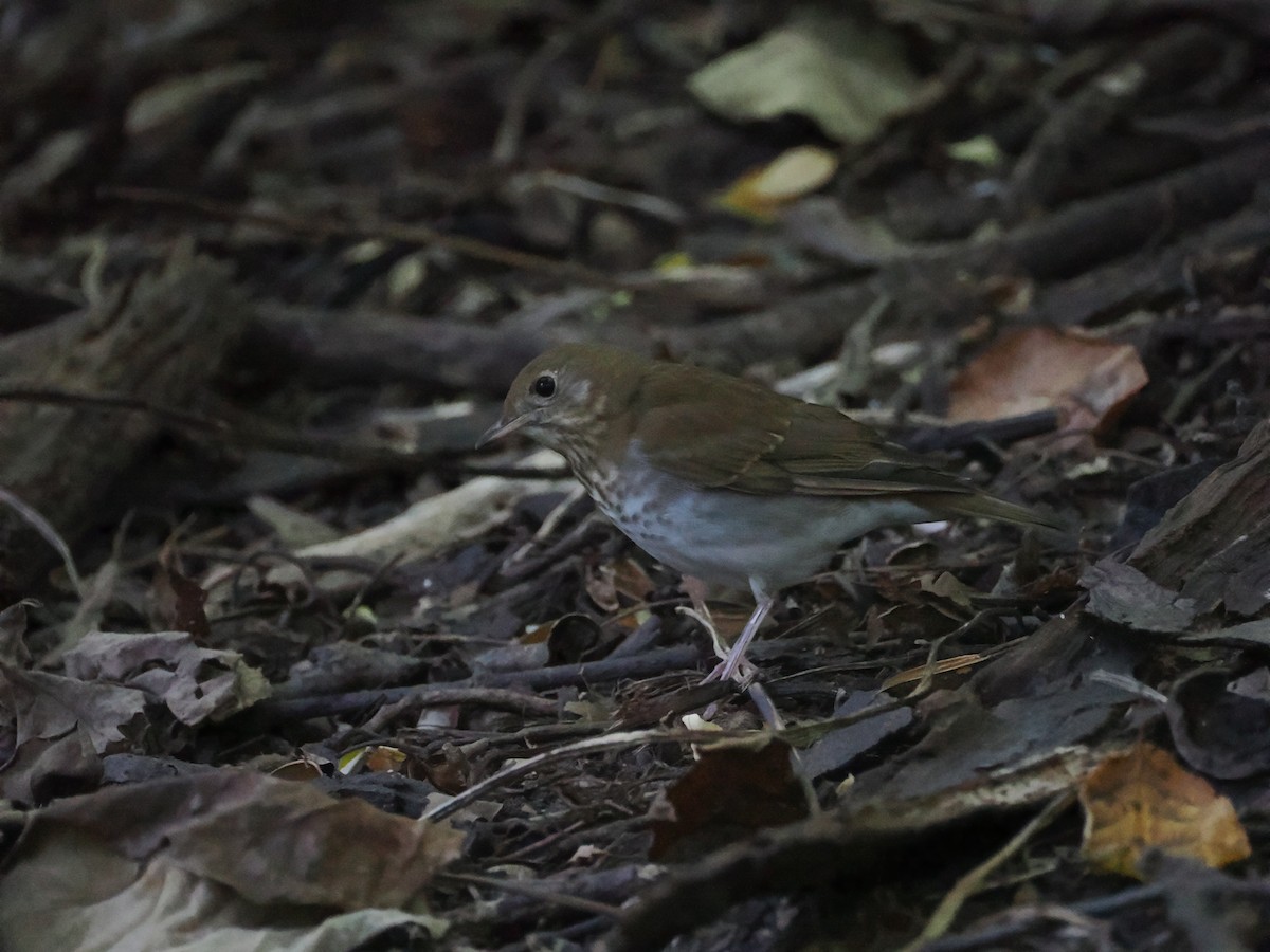 Catharus sp. - ML642199419