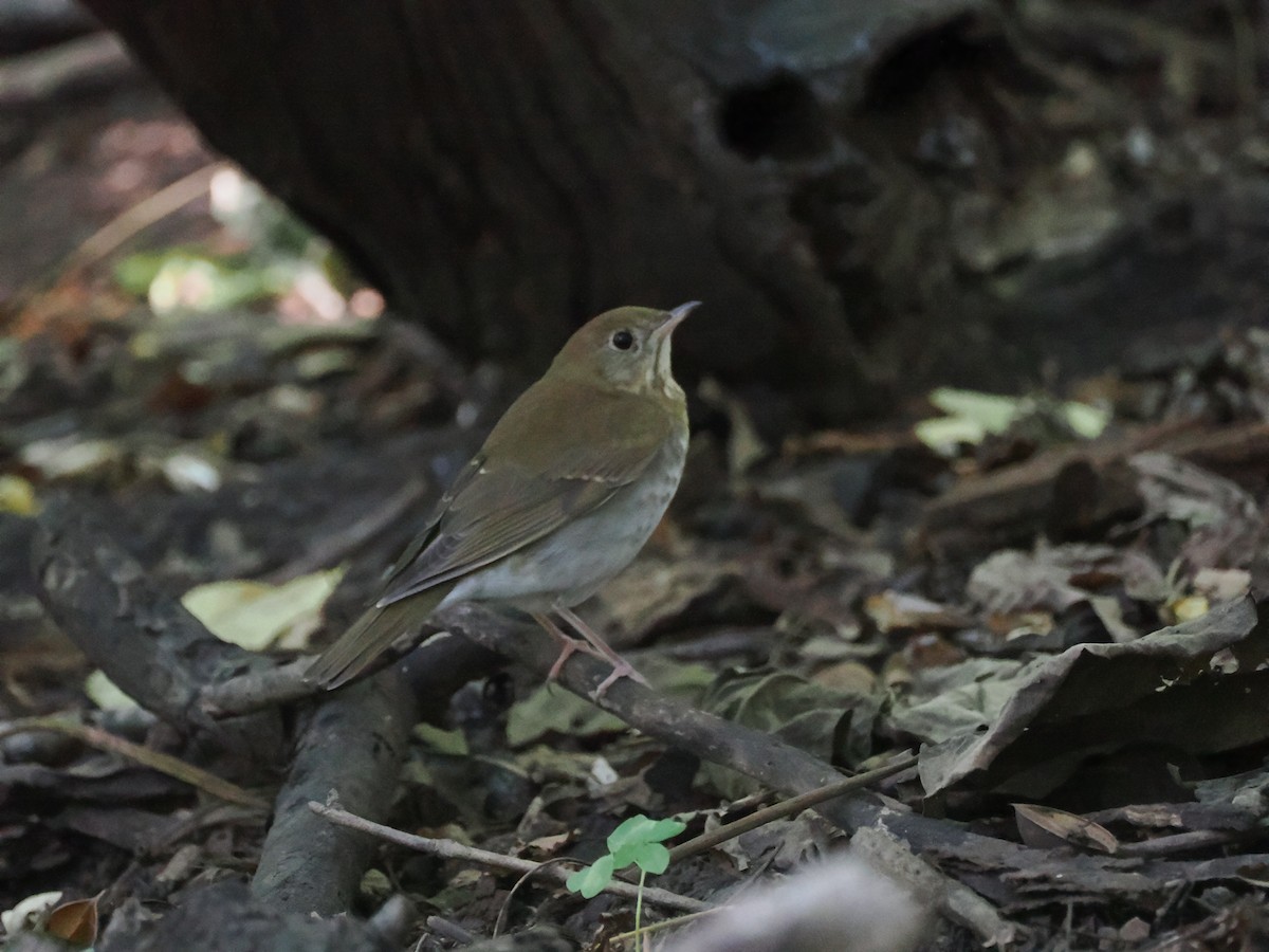 Catharus sp. - ML642199431